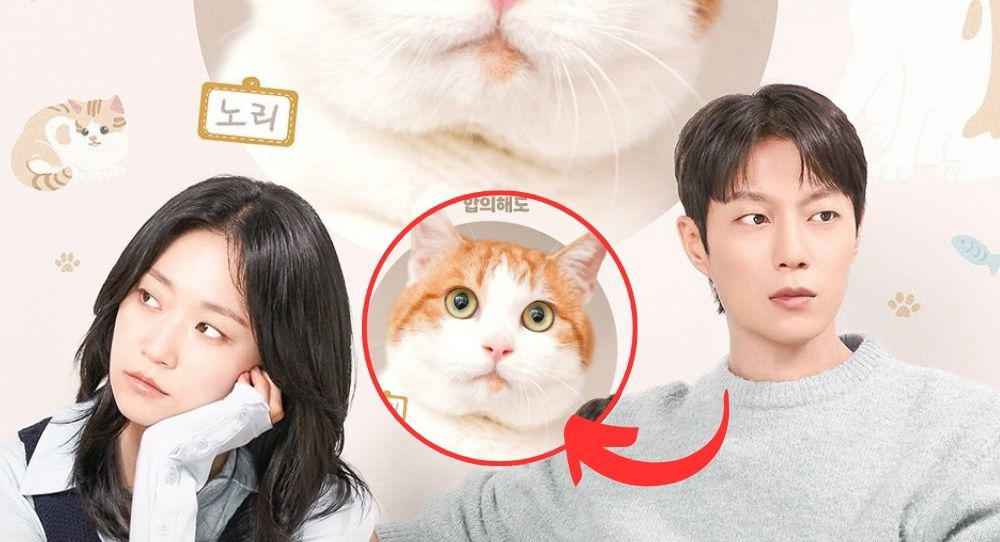 Cuộc Chiến Giành Quyền Nuôi Mèo - Ảnh 2